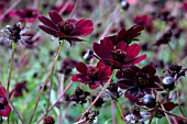 COSMOS ATROSANGUINEUS
