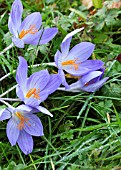 CROCUS KOTSCHYANUS (ZONATUS)