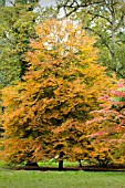 FAGUS SYLVATICA HETEROPHYLLA ASPLENIFOLIA