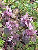 LAMIUM PURPUREUM (RED DEADNETTLE)