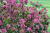 HYDRANGEA PANICULATA PHANTOM