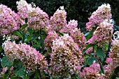 HYDRANGEA PANICULATA PINK DIAMOND