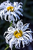 LEUCANTHEMUM X SUPERBUM PHYLLIS SMITH