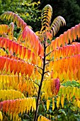 RHUS TYPHINA