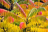 RHUS TYPHINA