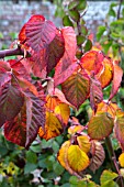 RUBUS FRUITICOSA CHESTER