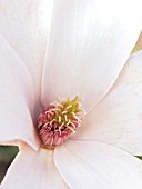 MAGNOLIA SOULANGEANA FLOWER