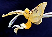 STANHOPEA OCULATA