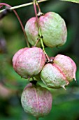 STAPHYLEA PINNATA