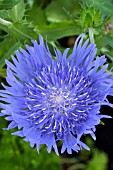 STOKESIA LAEVIS MELS BLUE