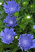 STOKESIA LAEVIS MELS BLUE