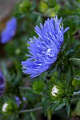 STOKESIA LAEVIS MELS BLUE