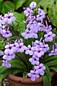 STREPTOCARPUS CRYSTAL BLUSH