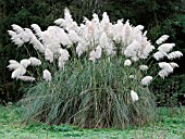 CORTADERIA SELLOANA (PAMPAS GRASS)