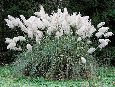 CORTADERIA_SELLOANA_PAMPAS_GRASS