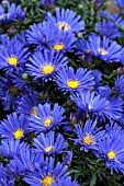 SYMPHYOTRICHUM SAMOA (DASTHREE)