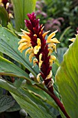 CAUTLEYA SPICATA CRUG CANARY