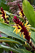 CAUTLEYA SPICATA CRUG CANARY