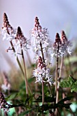 TIARELLA SPRING SYMPHONY