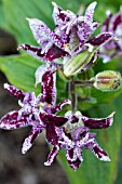 TRICYRTIS HIRTA