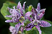 TRICYRTIS HIRTA