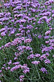 VERBENA BONARIENSIS