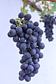 VITIS VINIFERA BLACK HAMBURGH (SHIAVA GROSSA)