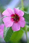 ANISODONTEA CAPENSIS EL ROYO