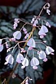 BEGONIA X ERYTHROPHYLLA