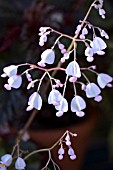 BEGONIA X ERYTHROPHYLLA