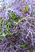 BRASSICA JUNCEA RED FRILLS