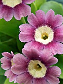 PRIMULA AURICULA