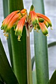 CLIVIA CAULESCENS