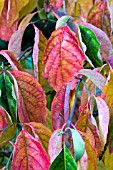 CORNUS FLORIDA SPRING SONG