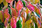 CORNUS FLORIDA SPRING SONG