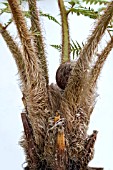 CYATHEA COOPERI