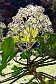 FATSIA JAPONICA