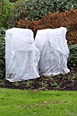 HORTICULTURAL FLEECE ON ECHIUM PININANA