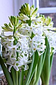 HYACINTHUS ORIENTALIS AIOLOS