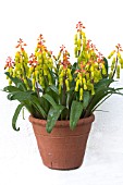 LACHENALIA ALOIDES