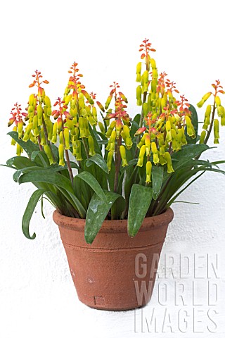 LACHENALIA_ALOIDES