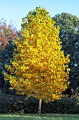 LIRIODENDRON TULIPIFERA GLEN GOLD