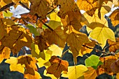 LIRIODENDRON TULIPIFERA GLEN GOLD