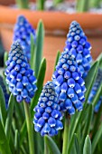 MUSCARI BLUE SMILE