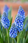 MUSCARI BLUE SMILE