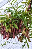 NEPENTHES INERMIS X N. VENTRICOSA