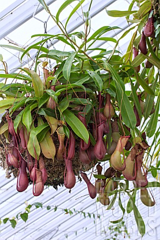 NEPENTHES_INERMIS_X_N_VENTRICOSA