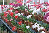 NERINE SARNIENSIS HYBRIDS