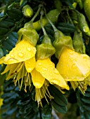 SOPHORA SUN KING