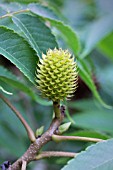 PLATYCARYA STROBILACEA